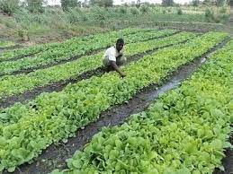  Tobacco Cultivation