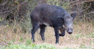 Wild Pig