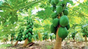 Papaya Tree