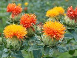 Safflower Cultivation