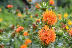 Safflower 