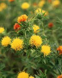 Safflower Cultivation in India