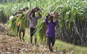 Sugarcane Varieties