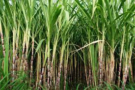 Sugarcane Cultivation