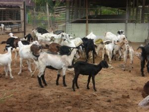 Goat Farming in India