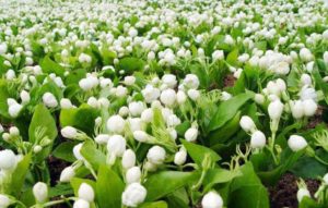 Jasmine Cultivation