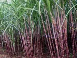 Sugarcane 