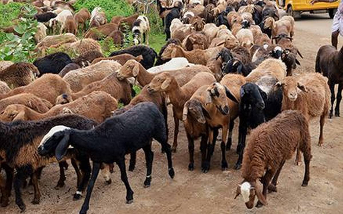 Sheep Caring in Rainy Season