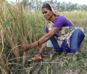 Woman Farmer