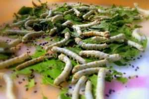 Silkworms