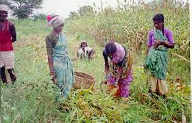 Sorghum Harvesting in India