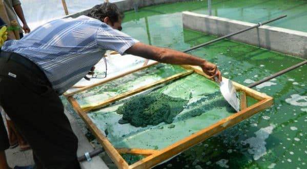 Spirulina Farming