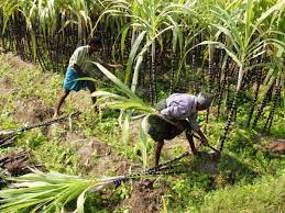 Sugarcane Cutting