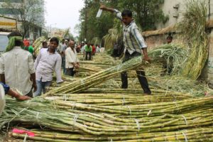 sugar output up 4.75%