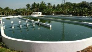 Spirulina Farming