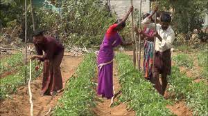 Tomato cultivating in Natural Farming