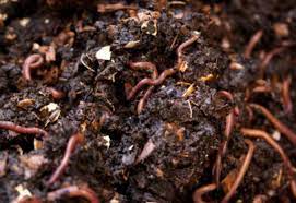 Benefits of Vermi Composting