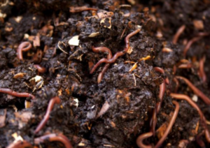 Earth Worm Compost