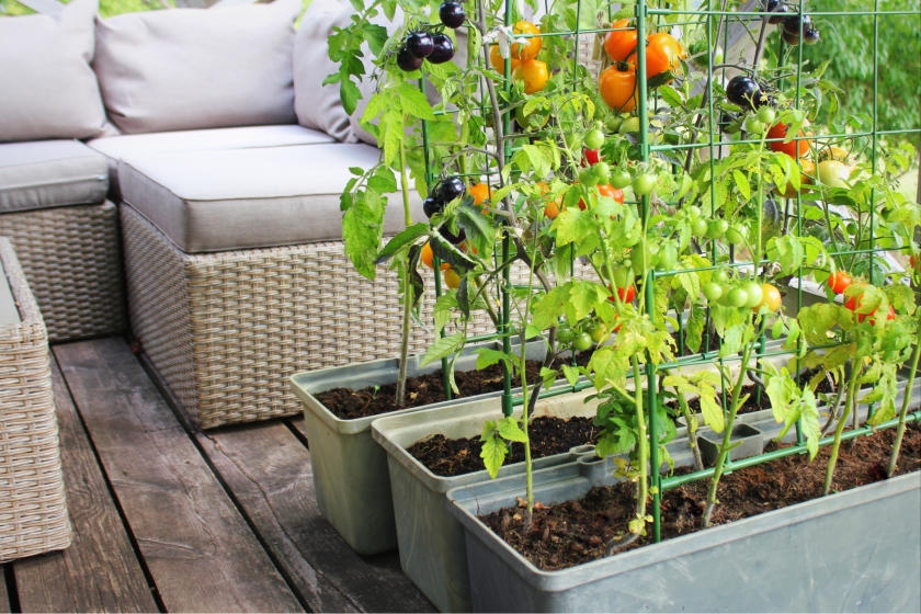 Patio Vegetable Garden