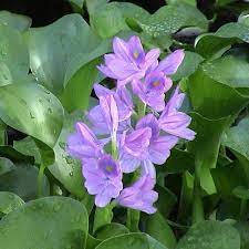 Water Hyacinth