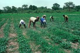 Groundnut Weeding