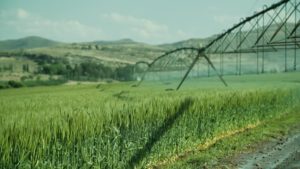 Wheat Farming