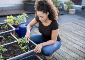 Vegetable Garden at patio