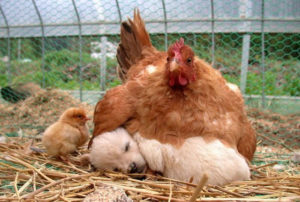  Caring for Baby Chicks