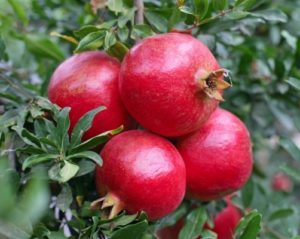 Pomegranate Farming