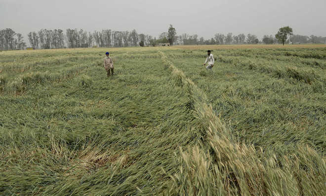 Haryana Farmers