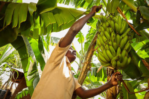 Banana Farmer