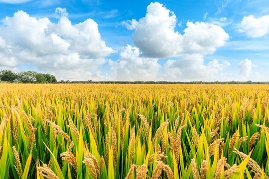 Cultivation of rice