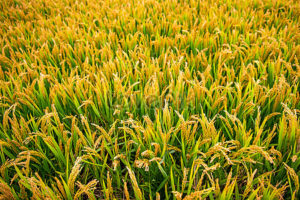 Cultivation of rice