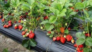 strawberry cultivation