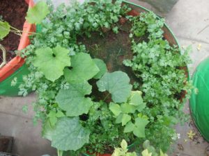 Sujanireddy Vegetables Harvesting