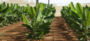 Banana Production