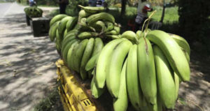 Banana Production