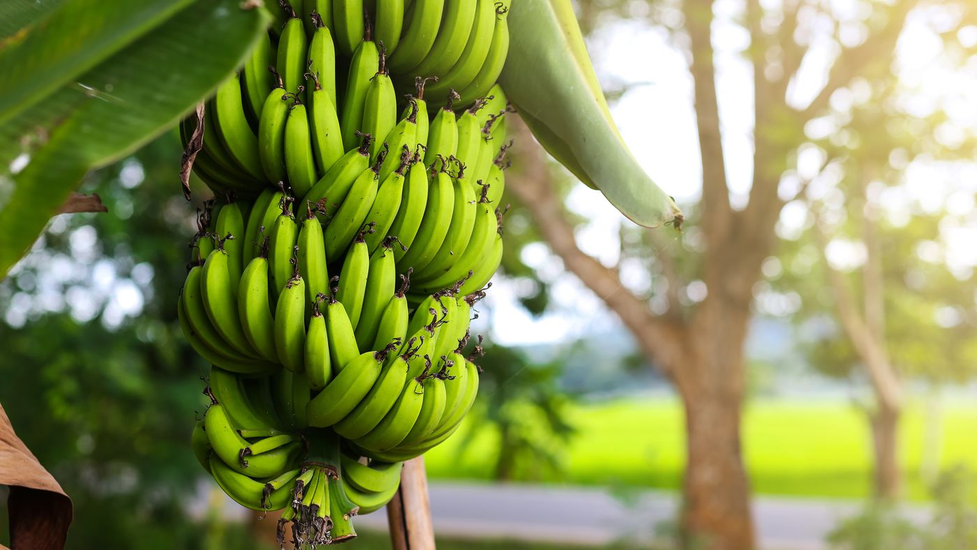 Banana Production