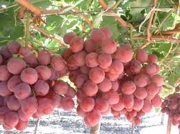 Bunches of Grape - Red Globe