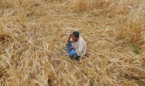 Indian Farmer