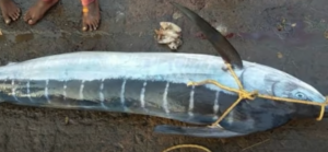 Kommukonam Fish