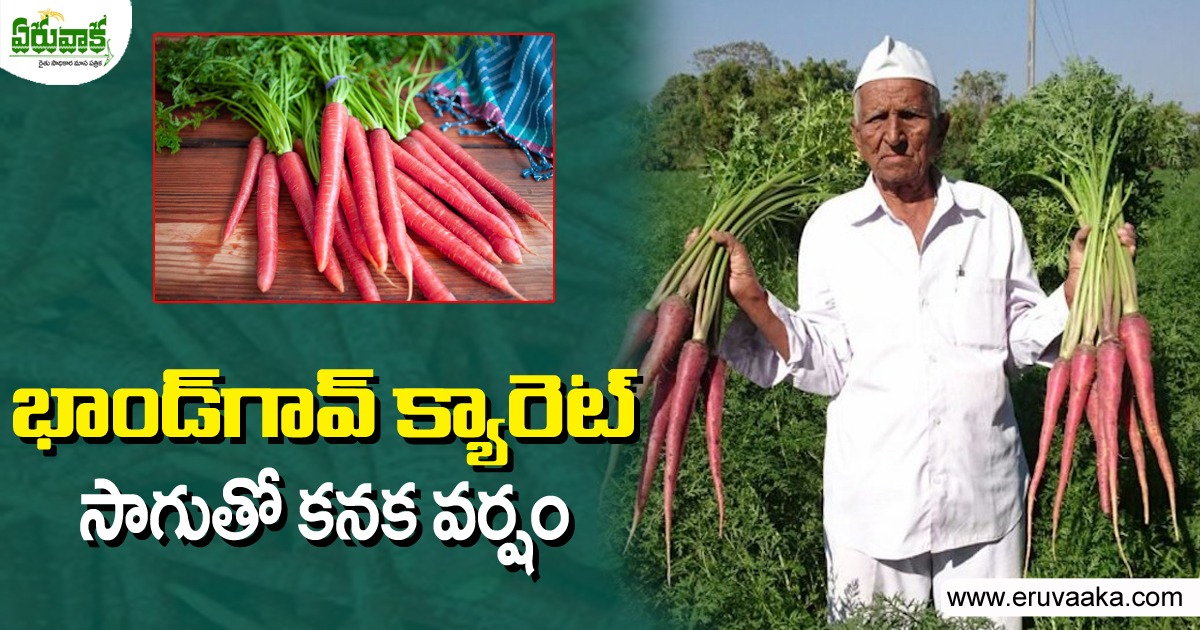 Carrot Cultivation