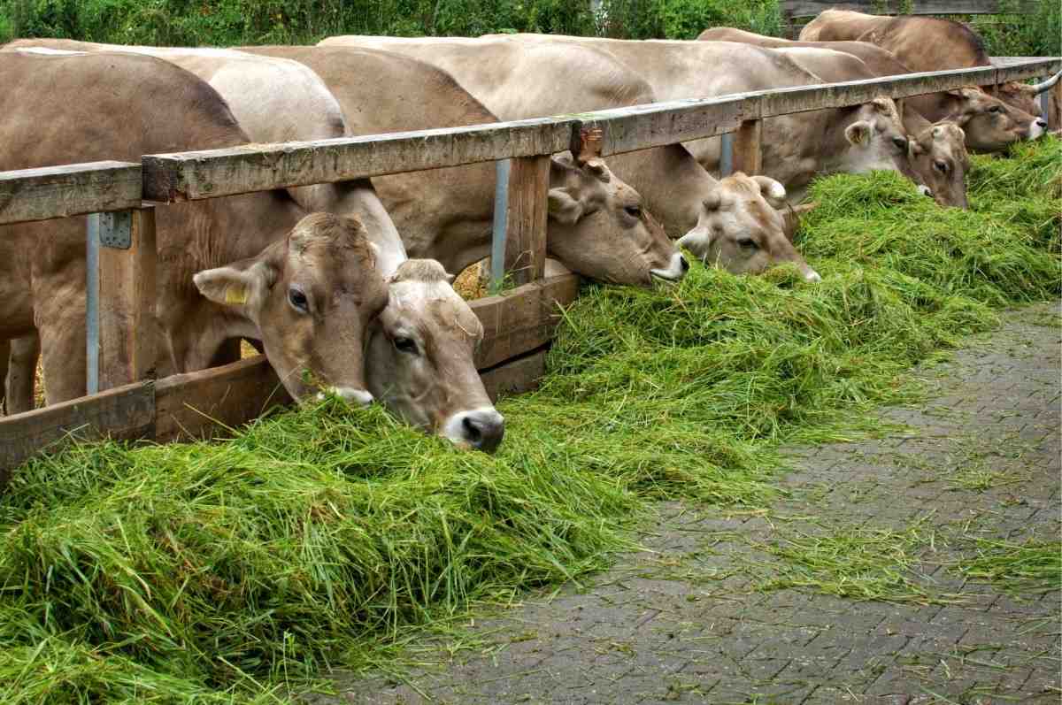 Livestock Farming