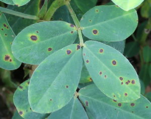 Ground Nut Early leaf Spot