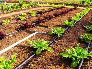 Micro Irrigation Plant