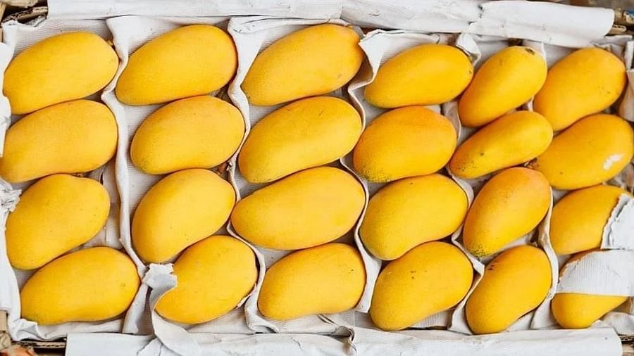 Alphonso Mangoes