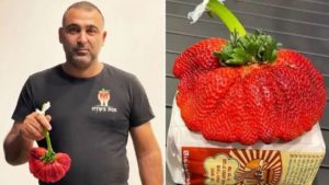 Israeli Strawberry