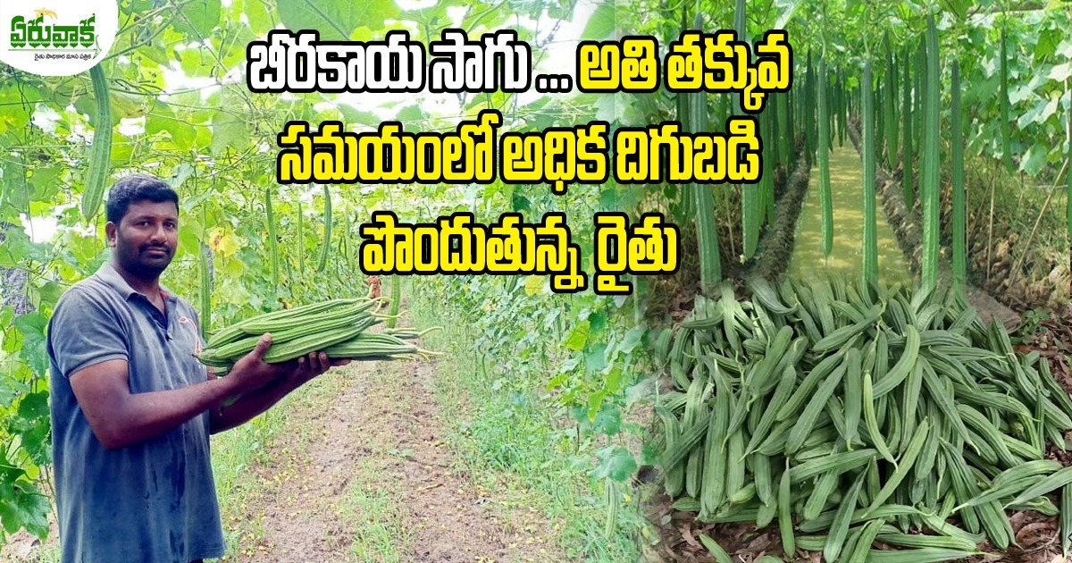 Farmer Success Story