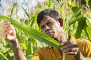 Maize Crop Farmer