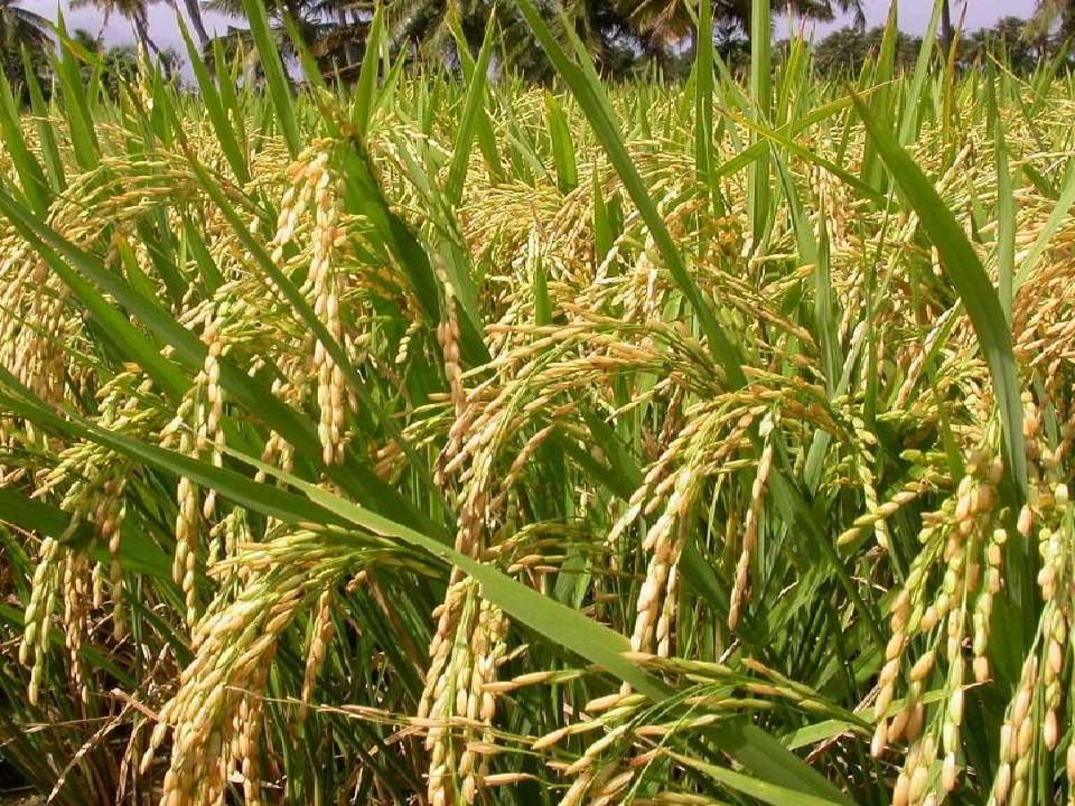 Jharkhand Paddy